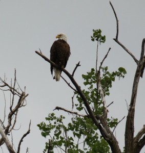 Bald Eagle over Mississippi River