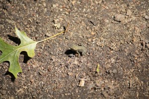 Tiny frog on the Willow Falls Trail