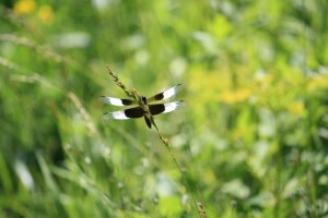 Dragonfly on Willow Falls Trail