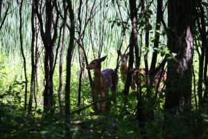 Two fawns on the Hidden Ponds Nature Trail